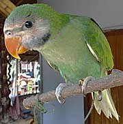 A Parakeet by Asienreisender